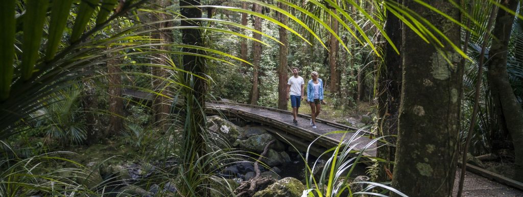 Whangārei Bush Walk