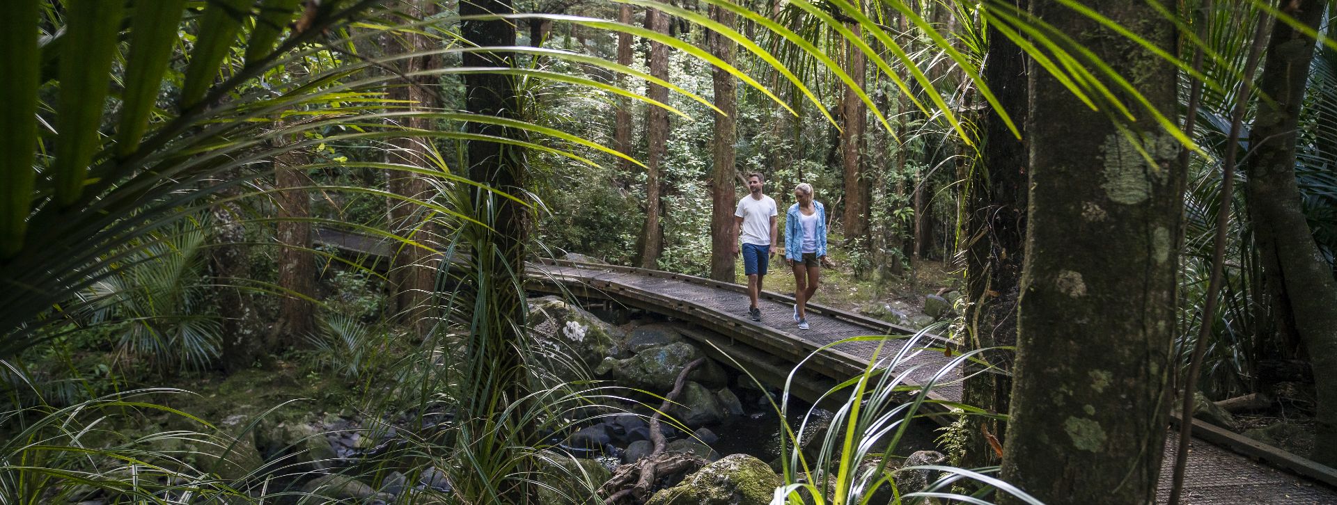 Whangārei Bush Walk